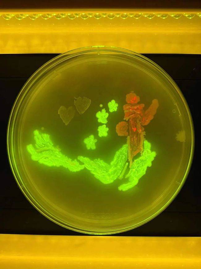 微生物學實驗課是天津大學化工學院針對生物工程,製藥工程和合成生物