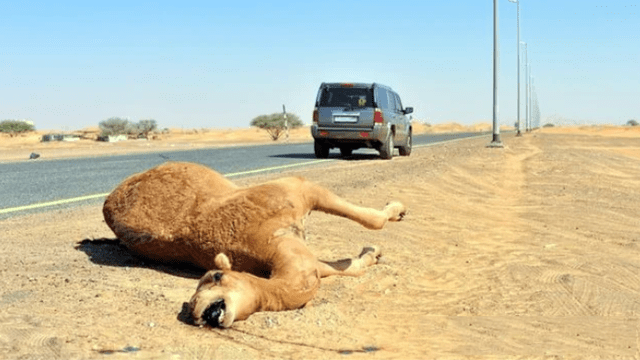 骆驼车祸图片