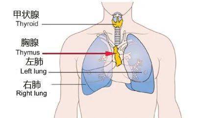 静脉|这种癌早期一般没有任何症状，晚期会出现咳嗽、胸痛......