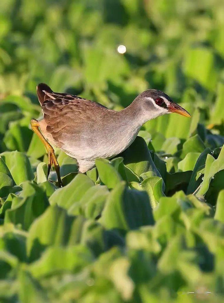 羞怯的白眉秧鸡