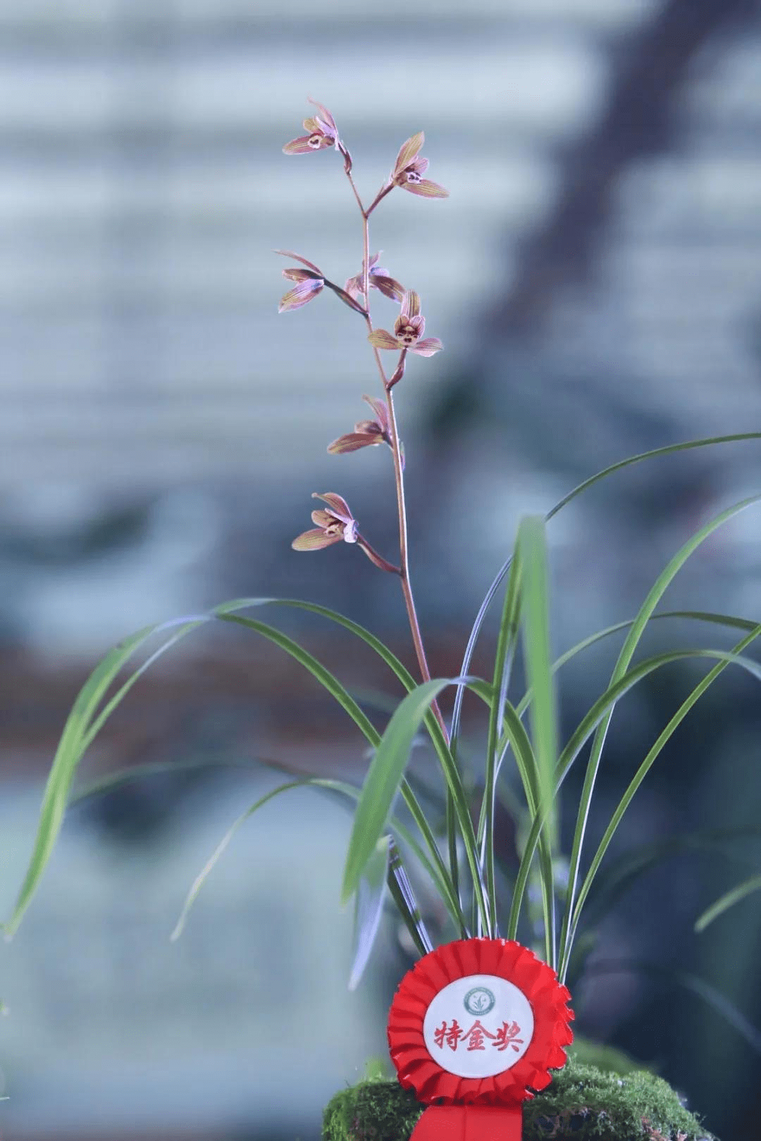典型案例·产业振兴|⒀连城县朋口镇:借助兰花名镇优势 做大做强兰花