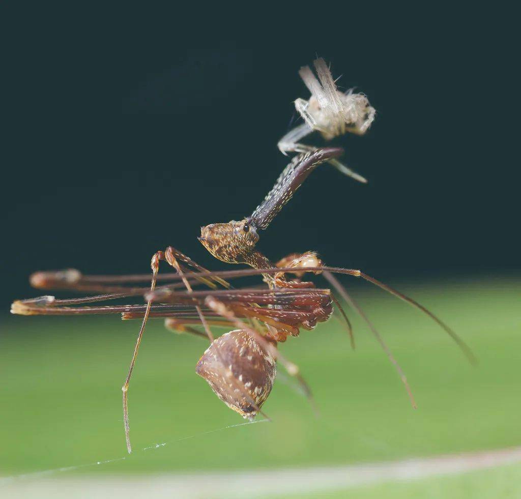 蜘蛛:人类如果跟我们一样小,将毫无胜算_猎物_三角_昆虫