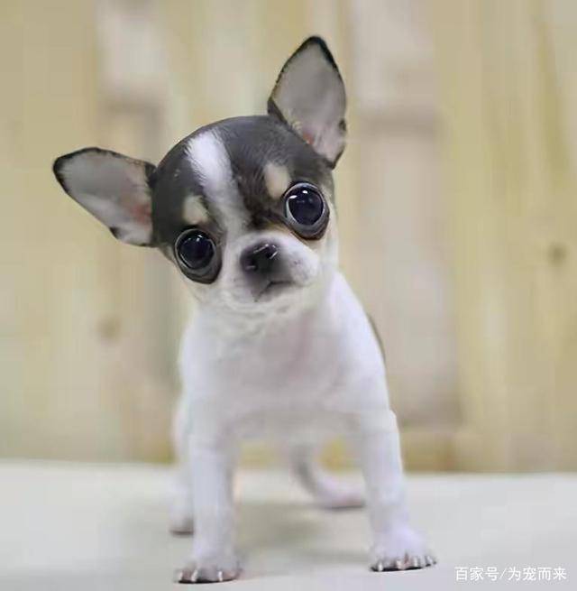 耳大薄而直立,眼睛圆而大,是世界上最小型的犬种之一,体高15～23厘米