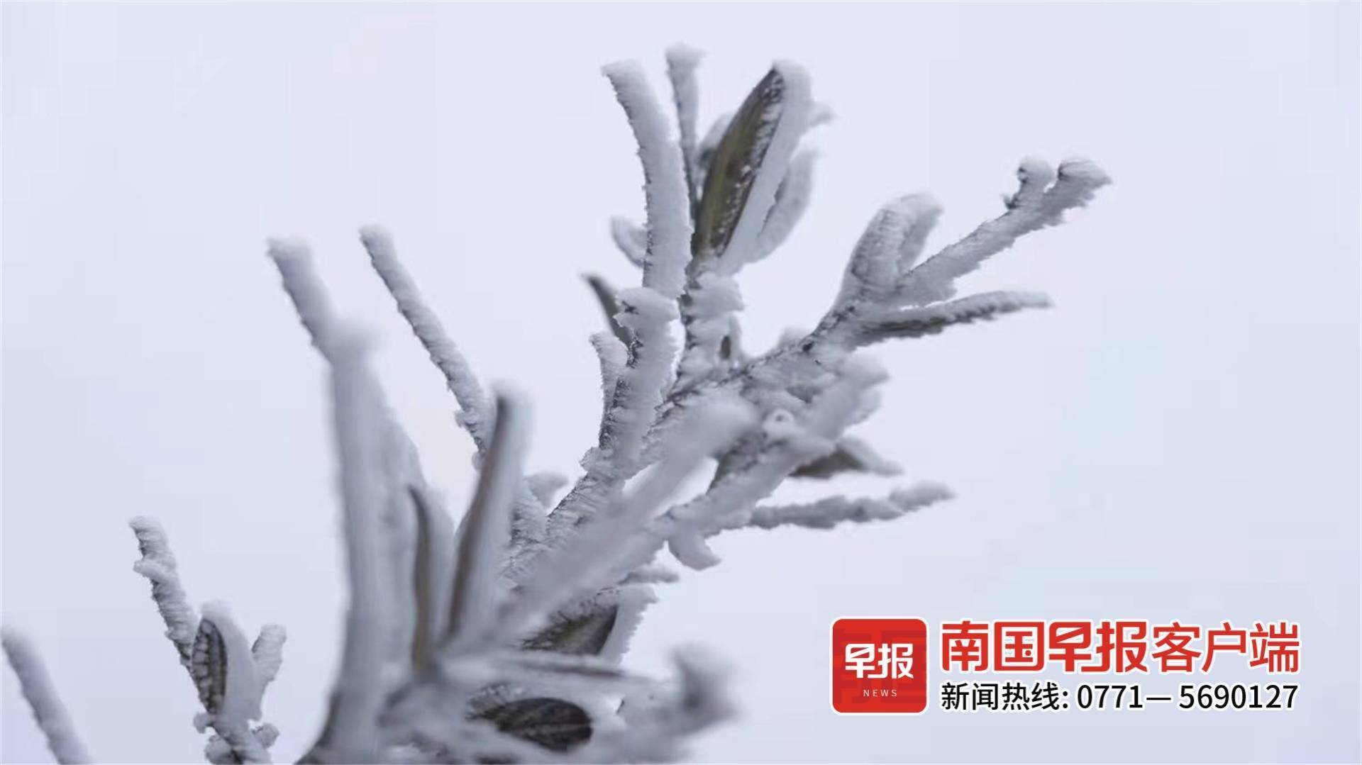 高山|美出圈！乐业高山地带出现雾凇景观，漫山遍野银装素裹