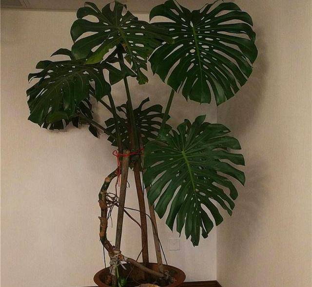 龟背竹怎么养成桩 d0846af3046841dfae34b029ec29273d.jpeg