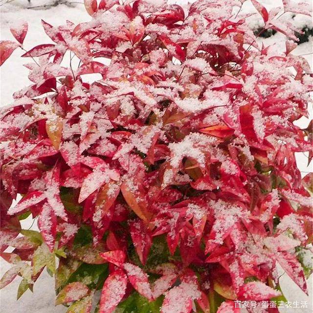寒冷的冬天养一盆南天竹 成寒冬里的烈阳 年味十足 好养易活 花卉 温度 土壤