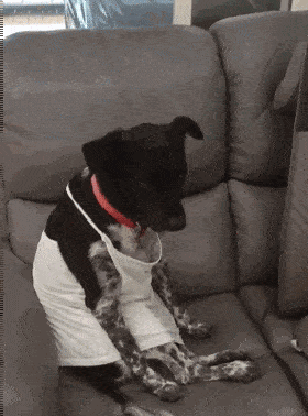 黑狗被迫穿交叉细肩带,它一脸厌世坐沙发上:我死都不会出门!