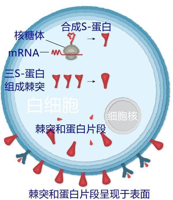 疫苗|浙江昨天新增境外输入确诊病例4例｜疫苗如何保护我们？一文看懂～