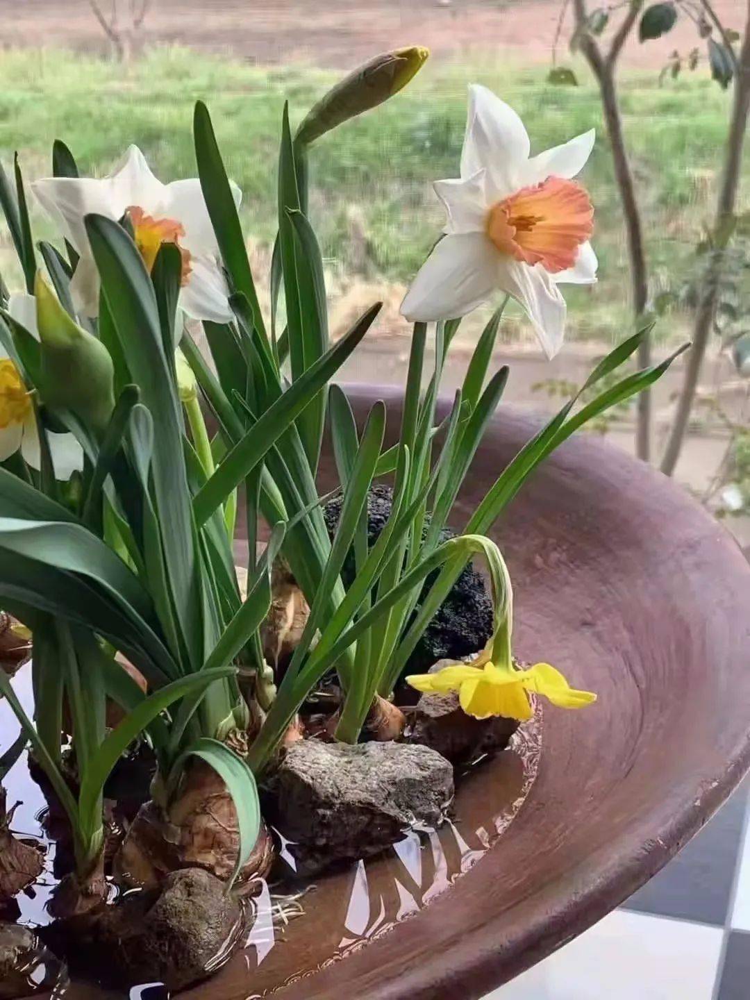 岁末年初 ▎转转会女主人日记_生活_水仙花_艺术