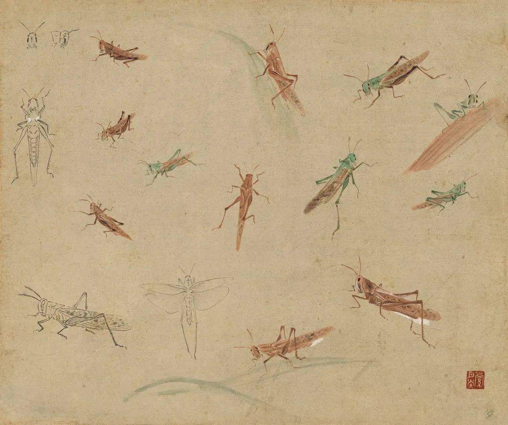 《写生草虫册》蜂王雪涛《写生草虫册》螳螂王雪涛《写生草虫册》昆虫