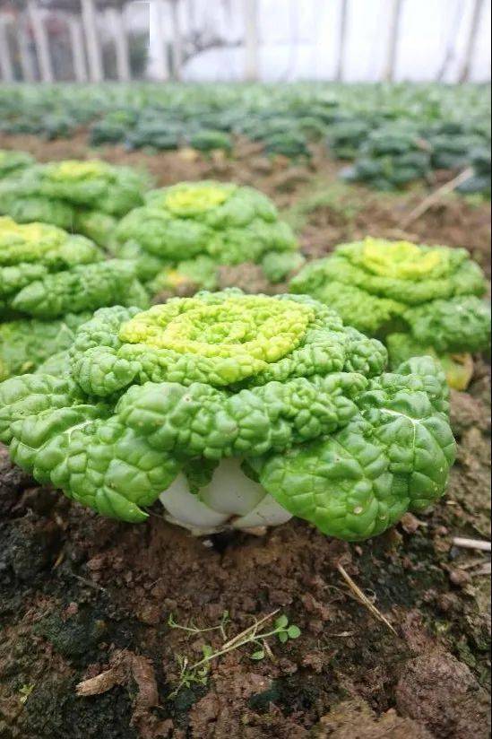 零下20度都冻不死的蔬菜比肉都好吃5元一斤还供不应求