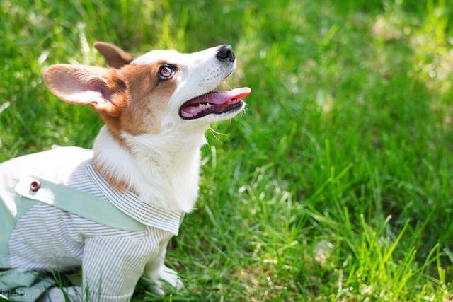 讓伊麗莎白女王都愛不釋手的柯基犬有什麼優缺點新手注意事項