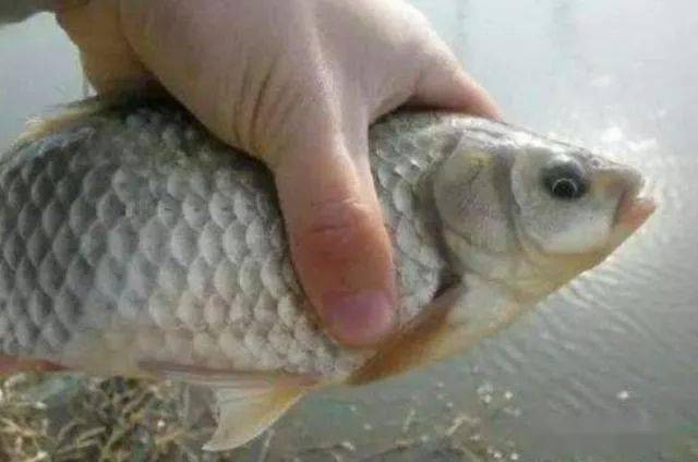 鱼多久不喂能撑几天 130eb80c4cbc40bbb54db19280c57772.jpeg