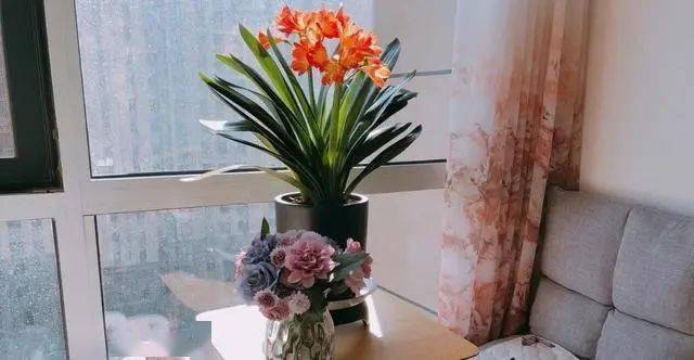 哪些花可以放在卧室里养 2e772f85653f43dab7440b09445ccb5e.jpeg