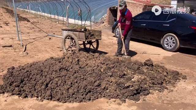 佳雨爸妈给拱棚进猪粪中午煮挂面老爸吃出了肉的味道