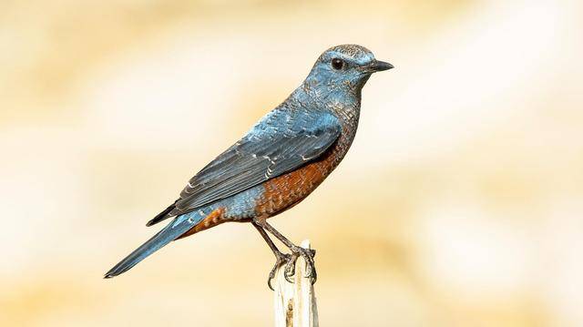 红福鸟鸟趣_鸟鸟