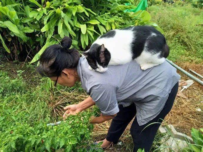 奶奶猫怎么吃