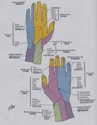 瑞金专题 | 超声引导下桡神经阻滞_肱骨_前臂_中段