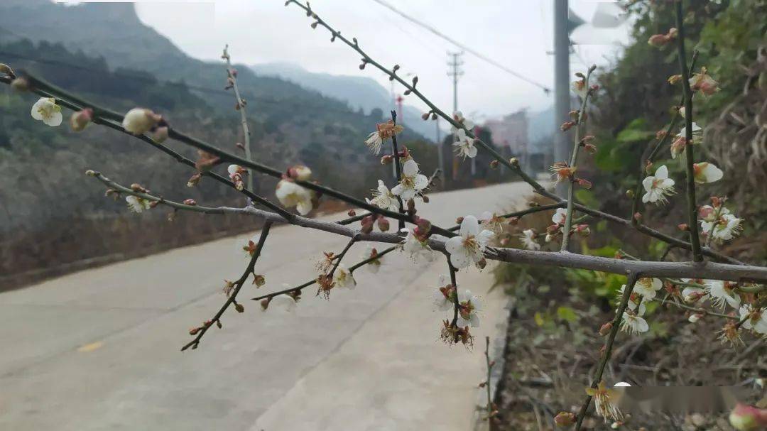 等了一年的梅花终于开啦,走,到良田赏梅去!_揭西_幽香_刘俊