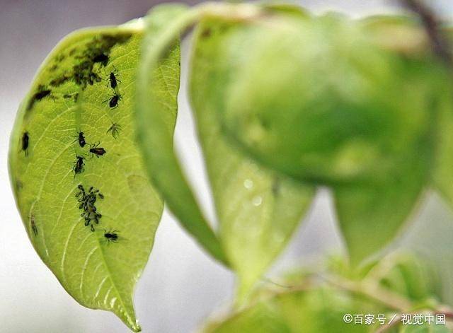 养花防虫必备小诀窍 简单又实用 让害虫不再 沾花惹草 植株 蚜虫 方法