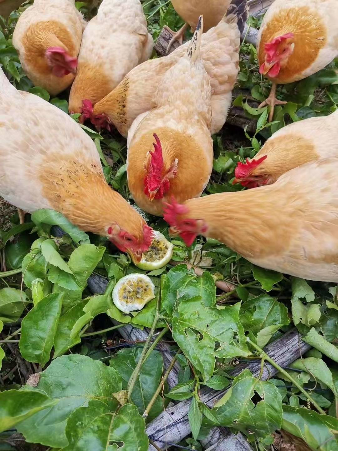 封开"新农人"刘伯秀:让杏花鸡搭上乡村振兴快车道_养殖_佰秀_大洲镇