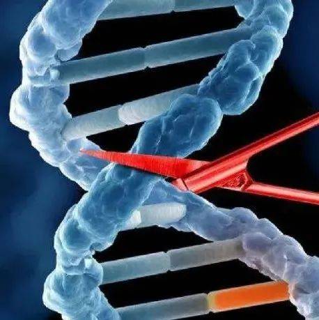 恺佧生物助力瑞风生物在基因治疗领域取得新突破!_CRISPR-Cas_技术_干细胞