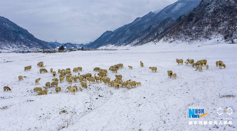 寒潮|重庆巫溪：冰雪奇缘秘境红池 这里的雪过分美丽