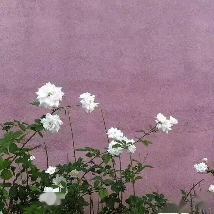 朋友圈背景图:欢迎光临我的朋友圈