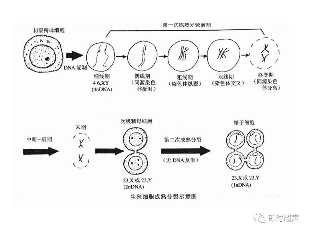 详细的生殖系统解剖图示注解