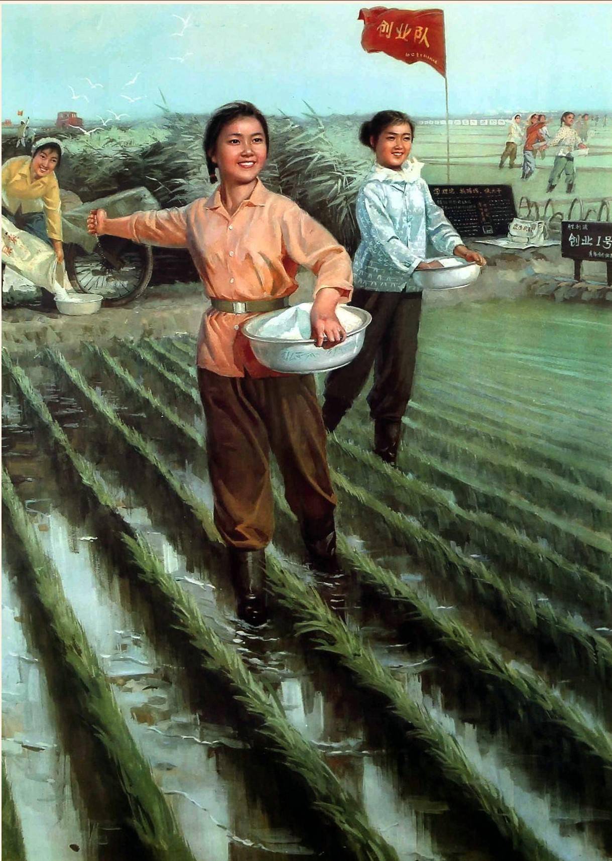 们分工合作,她们一手里端着脸盆,盆里是洁白的尿素,一手撒向了稻田