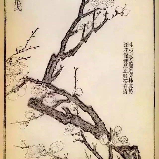 画梅干货：画梅花生枝各式_高清_经典_网络