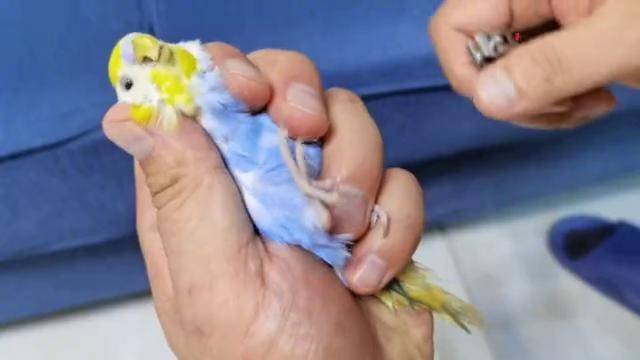 给小鹦鹉修剪嘴巴看着很残酷其实是在帮它你知道吗