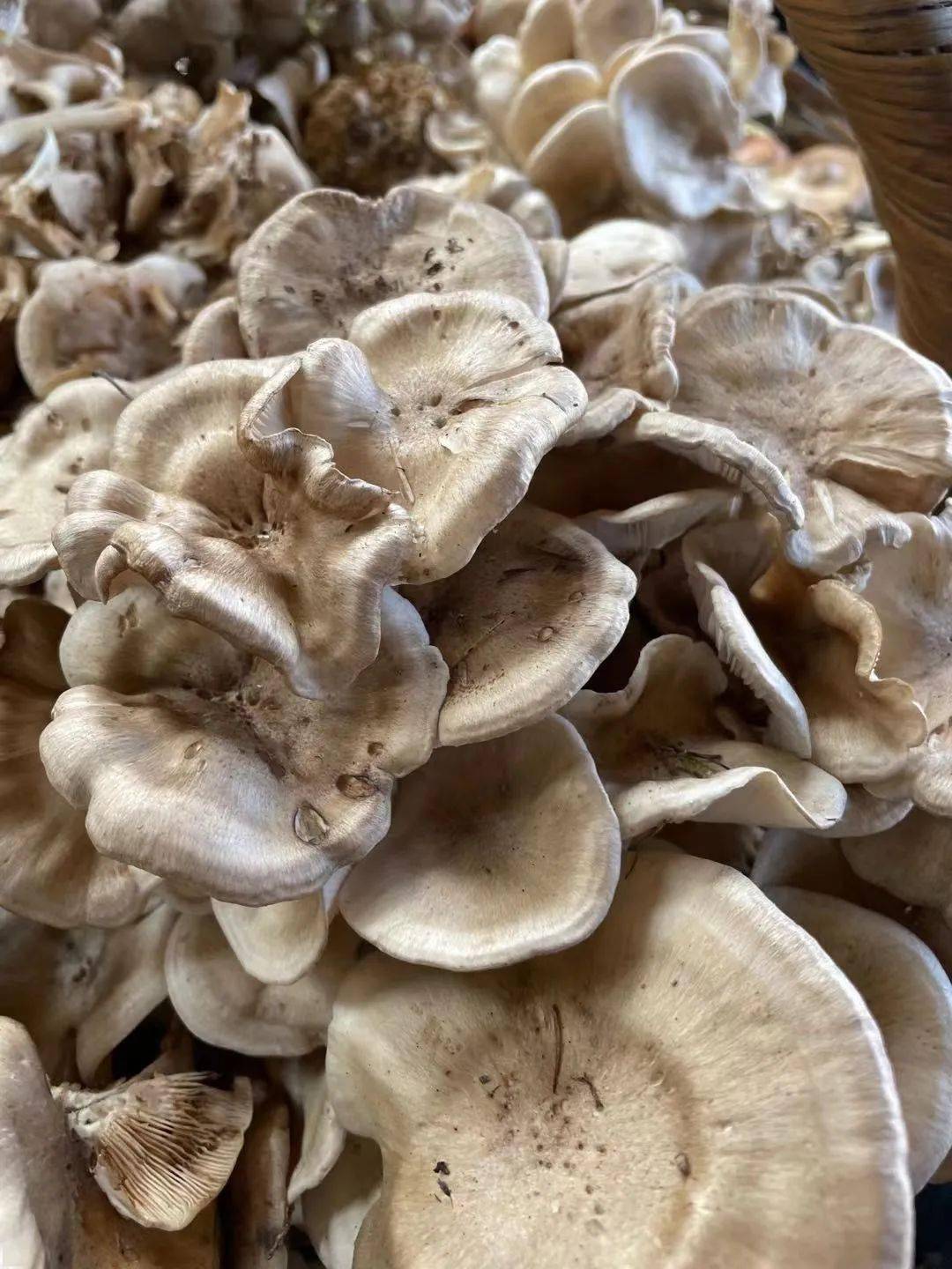 林区人采的路基蘑原来大有来头!