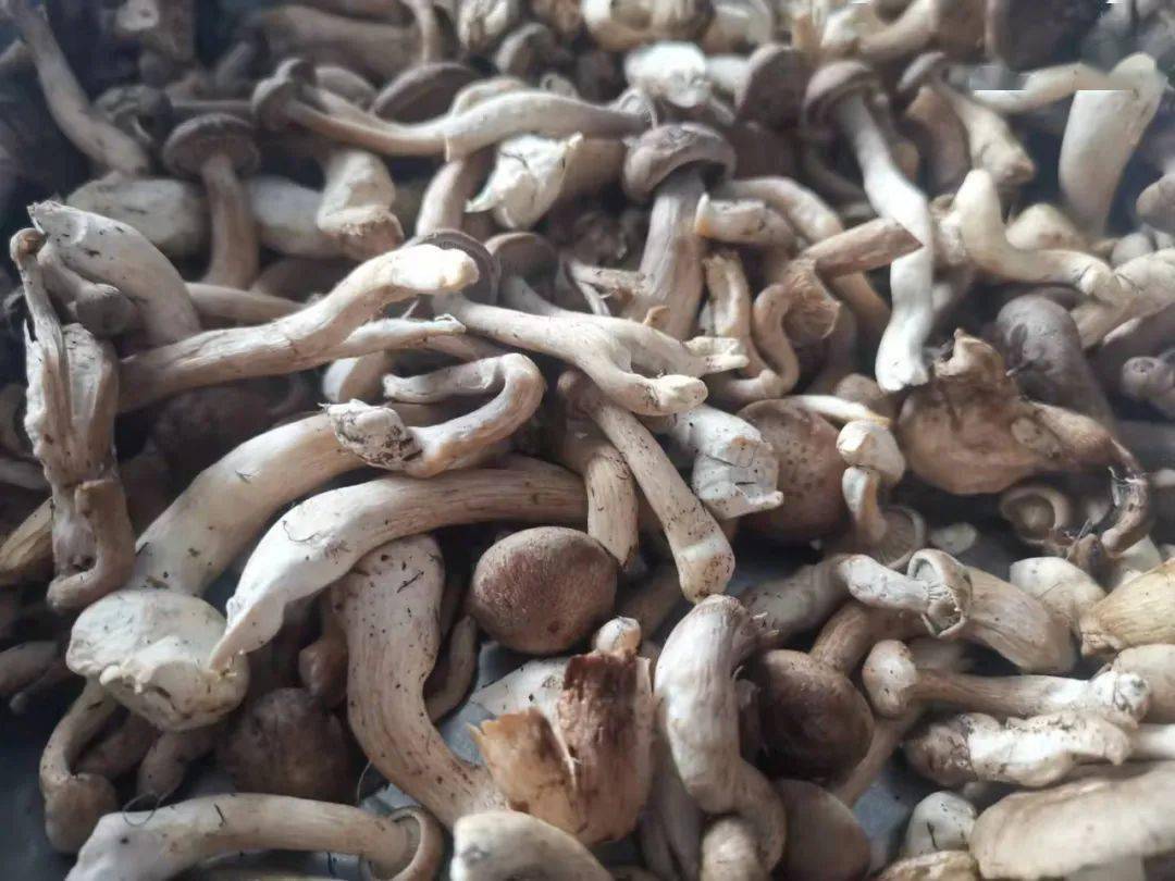 林区人采的路基蘑原来大有来头!
