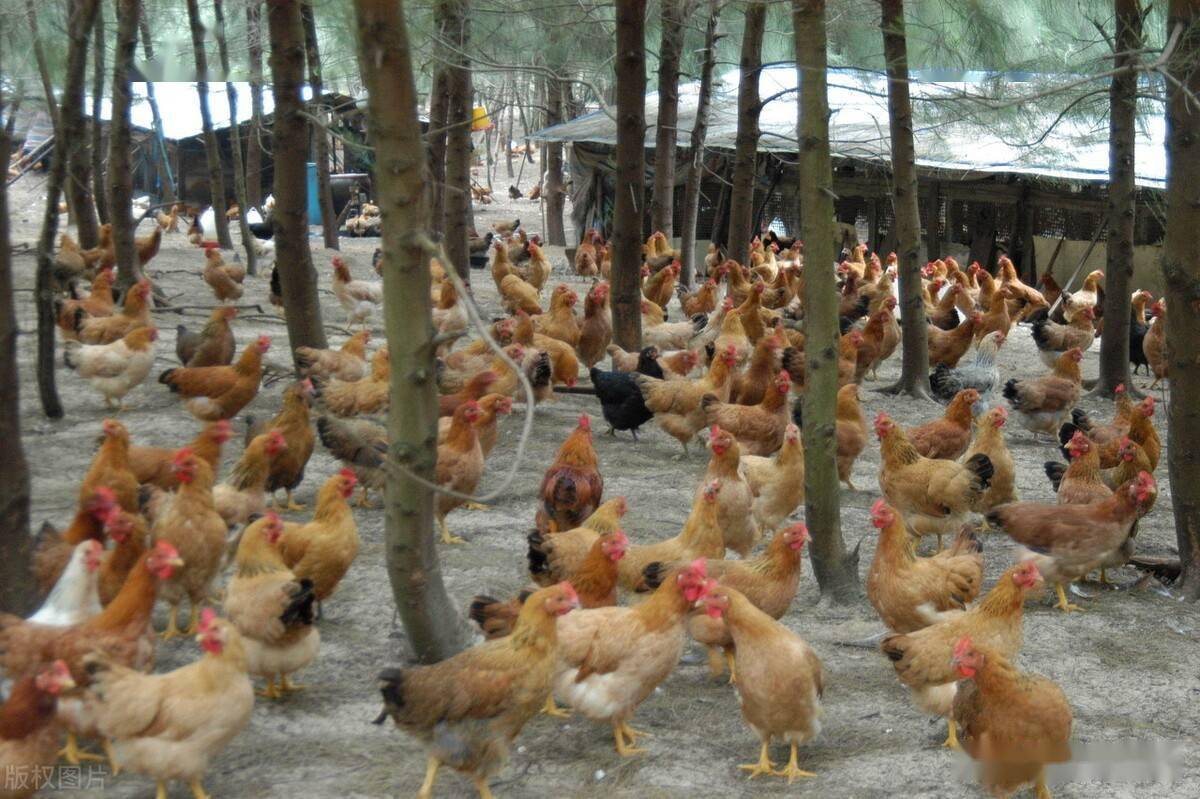 招聘养鸡_肉鸡场盈利八招 如何养鸡才赚钱 肉鸡养殖场生产销售管理手册 科(3)