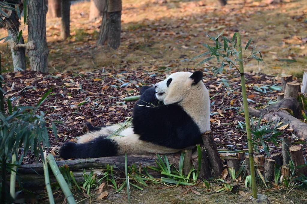 大熊猫住在哪儿图片