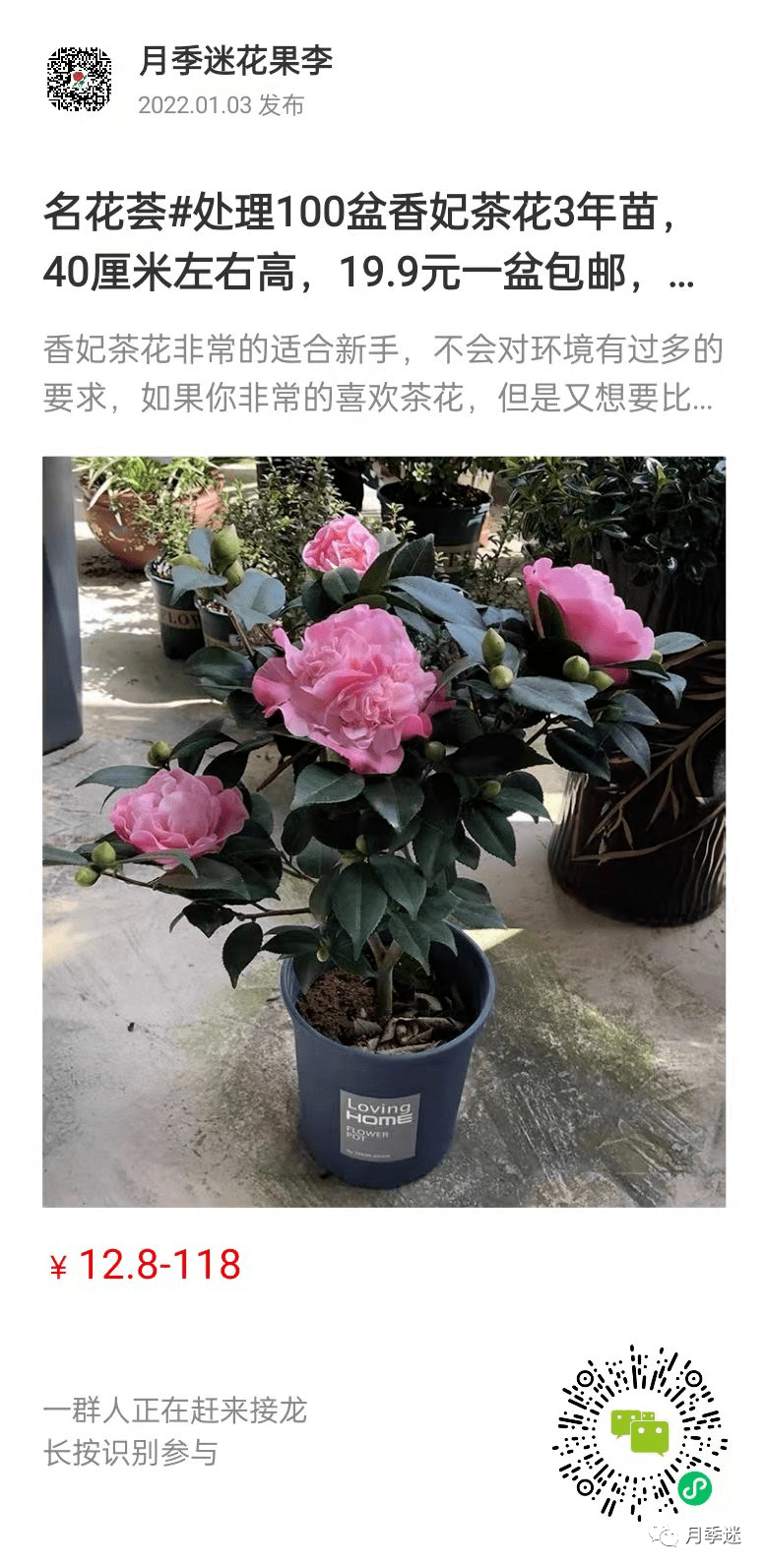 冬春季养茶花和杜鹃花 一定要做好这4点 不然花苞打不开 开花 月季 花卉