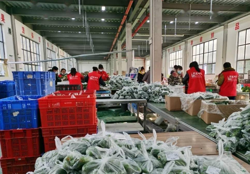 疫情期间甘泉县菜农蔬菜卖得掉有收入_配送_全芬_企业