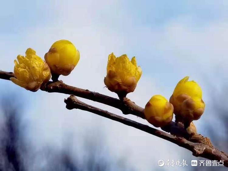 千佛山腊梅开花了，再来点雪就完美了