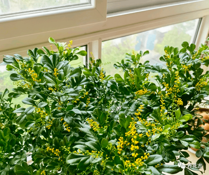 阳台种什么植物好四季 0345a66c2a6d4900b4882a61a732e666.png