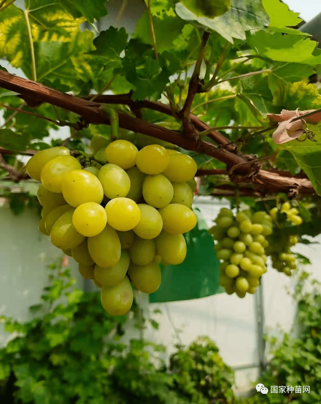 秋天清脆葡萄8月底成熟天然无核玫瑰香味肉质甜脆粗放管理耐储运