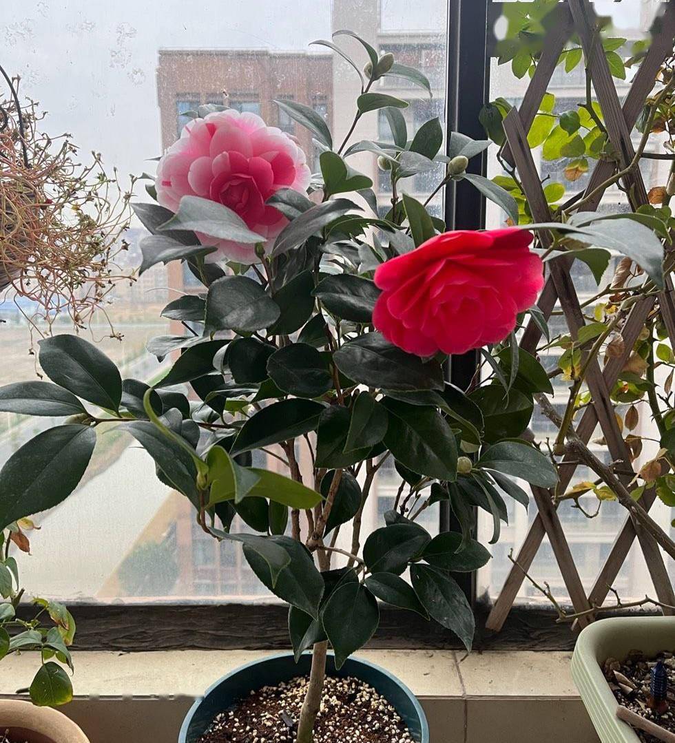 室内养茶花做好这一点花苞几十个花好大枝很旺