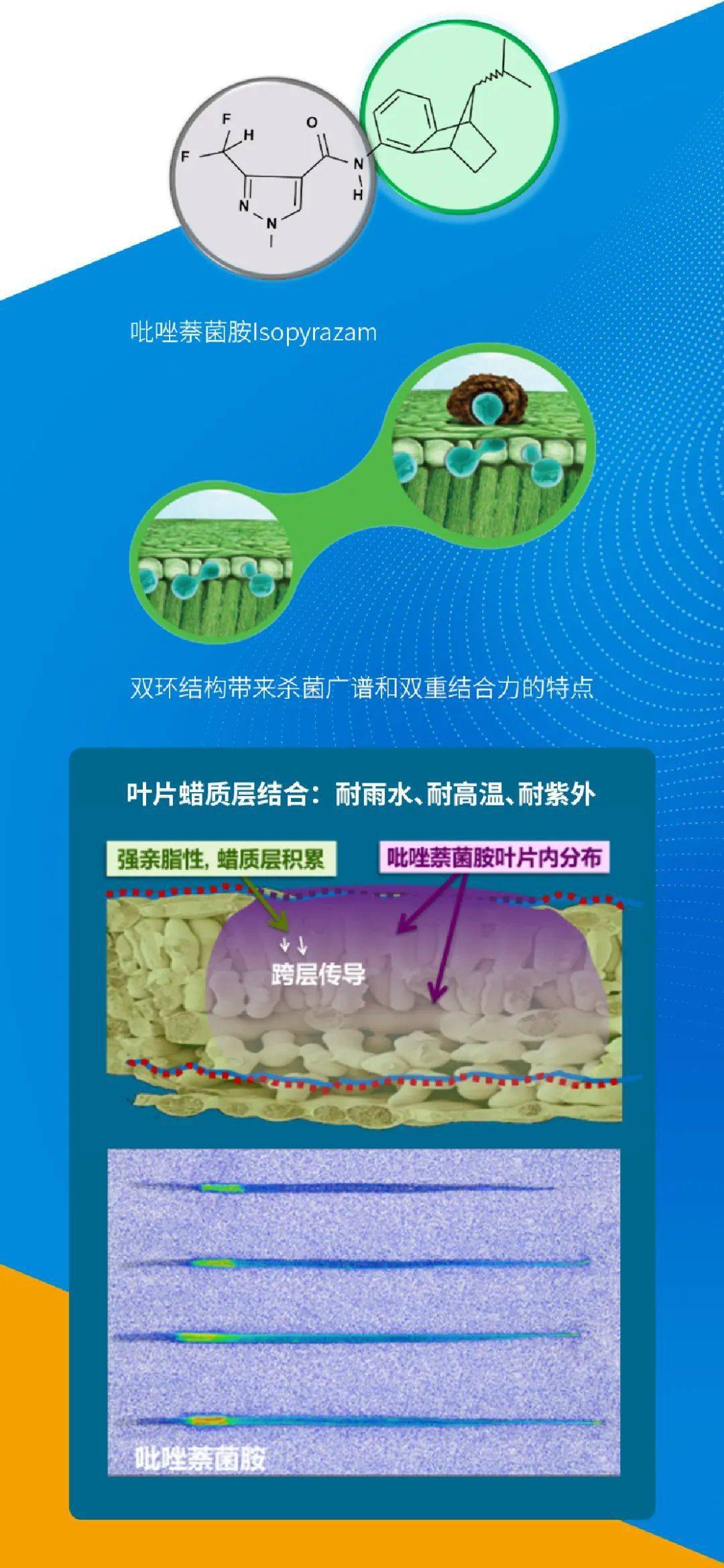 引领作物防病健康新体验安道麦sdhi类杀菌剂盼立美03重磅上市