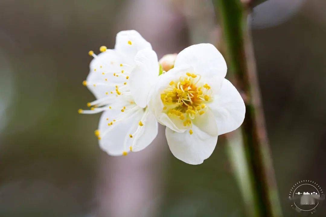 山茶花|全部免费！深圳1月公园赏花指南来啦！梅花、风铃木、山茶花……