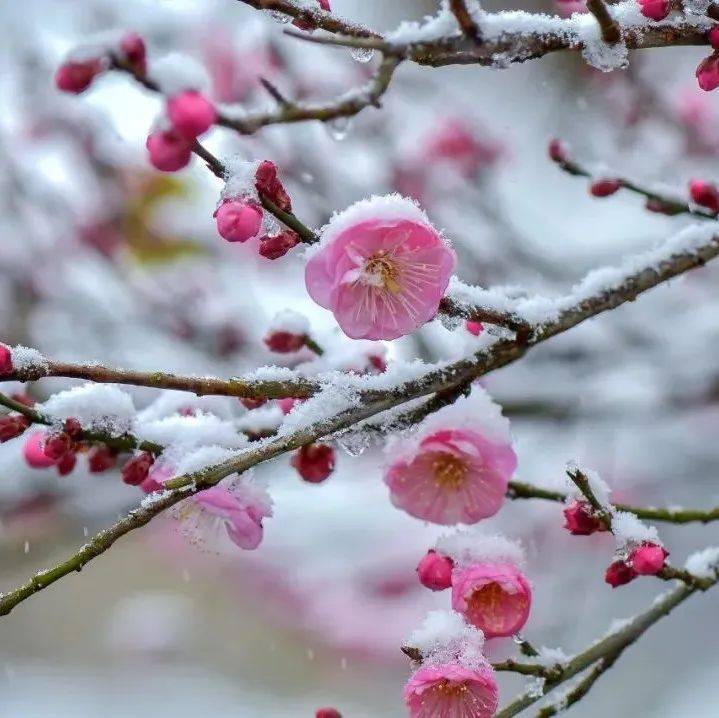今日小寒,要做踏雪鸿,要做雪中松_梅花树_时光_腹部