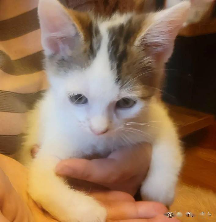 怎么看小猫会不会畸形 9cc6a2949129479fa7519bf7653a1c03.jpeg