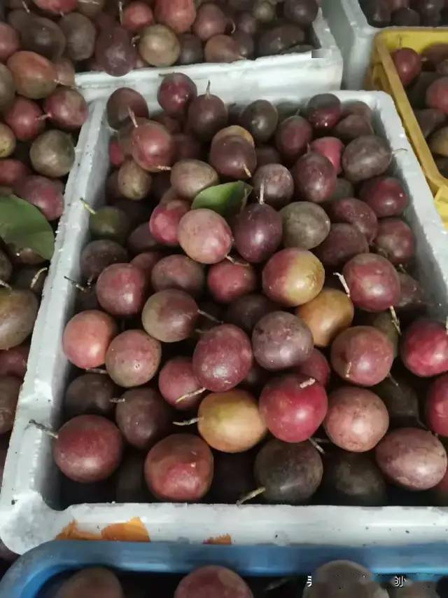 北流小姐姐的百香果大丰收啦辛辛苦苦种了一年收购商只给2块钱一斤