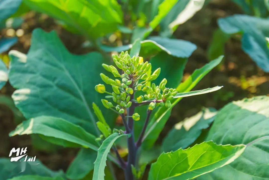 红脚芥蓝来自大自然的绿色馈赠是棉湖人独有的舌尖回忆