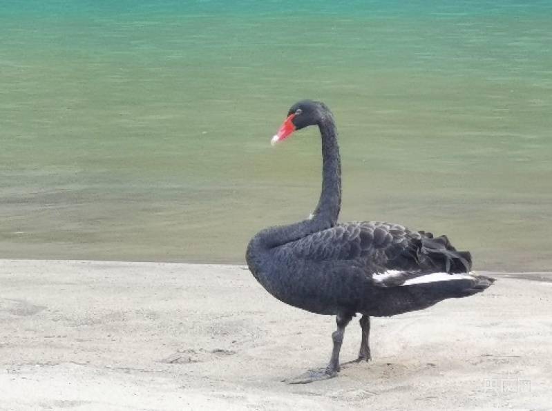 稀客到访 四川广元汉王山东河湿地保护区首次发现黑天鹅
