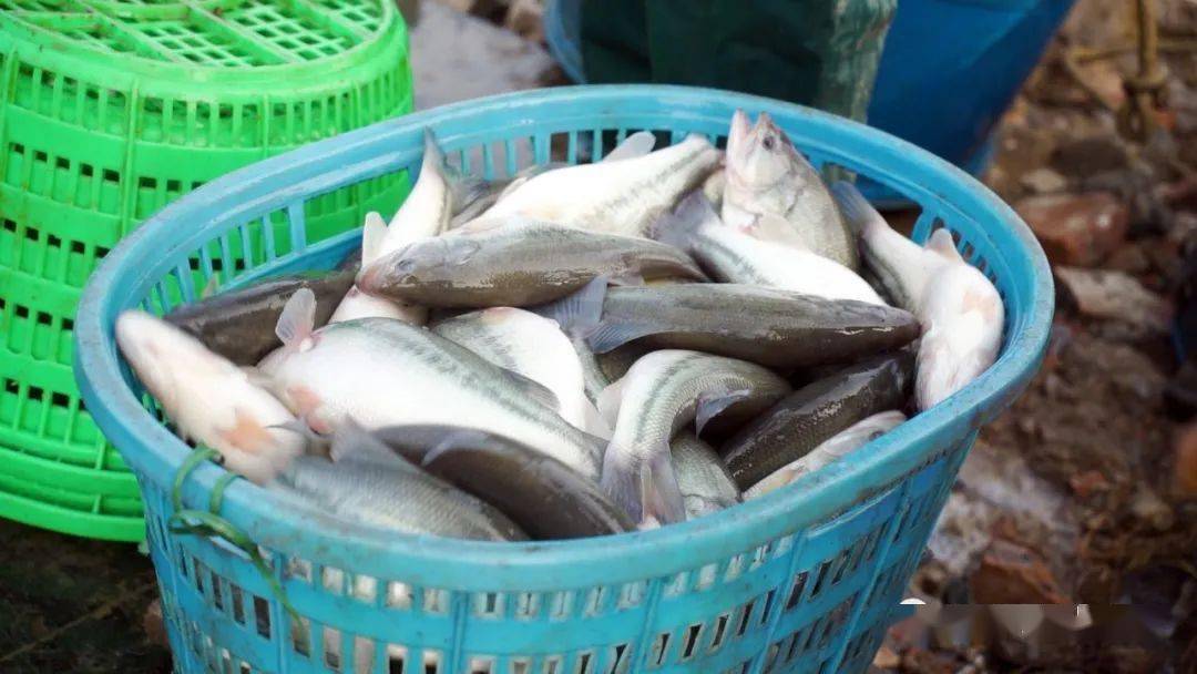 大口黑鲈选育新品系加得丰养殖喜获丰收